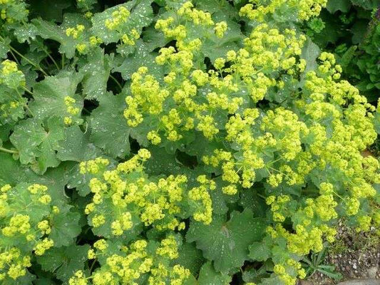 Alchemilla mollis 'Auslese'