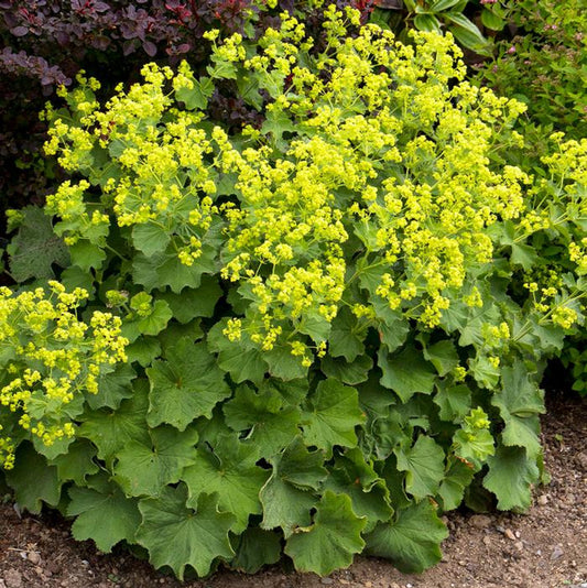 Alchemilla mollis 'Thriller'