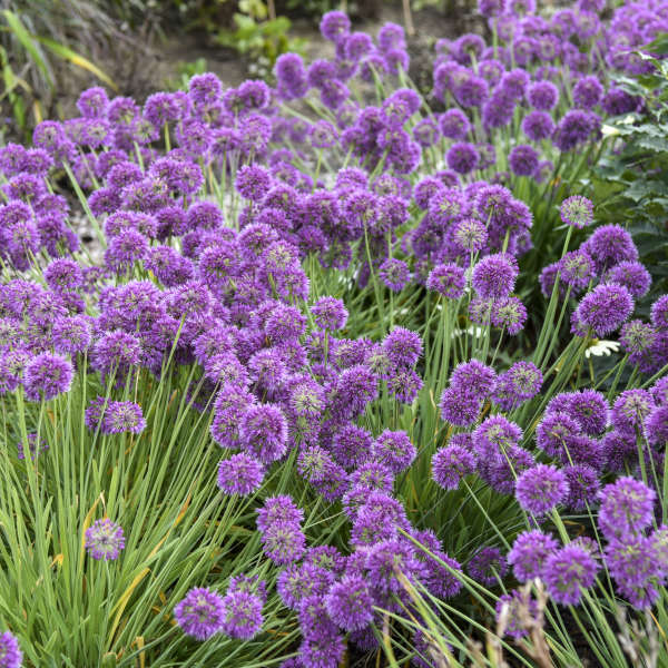 Onion, Ornamental 'Lavender Bubbles' (Allium)