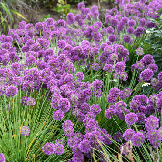 Onion, Ornamental 'Lavender Bubbles' (Allium)