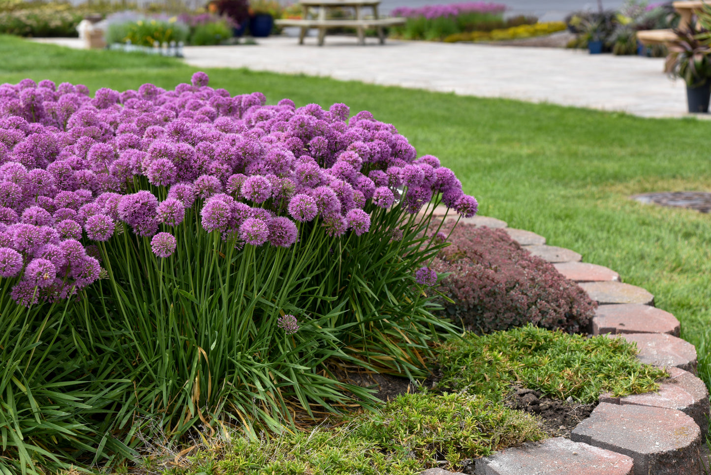 Allium 'Serendipity'