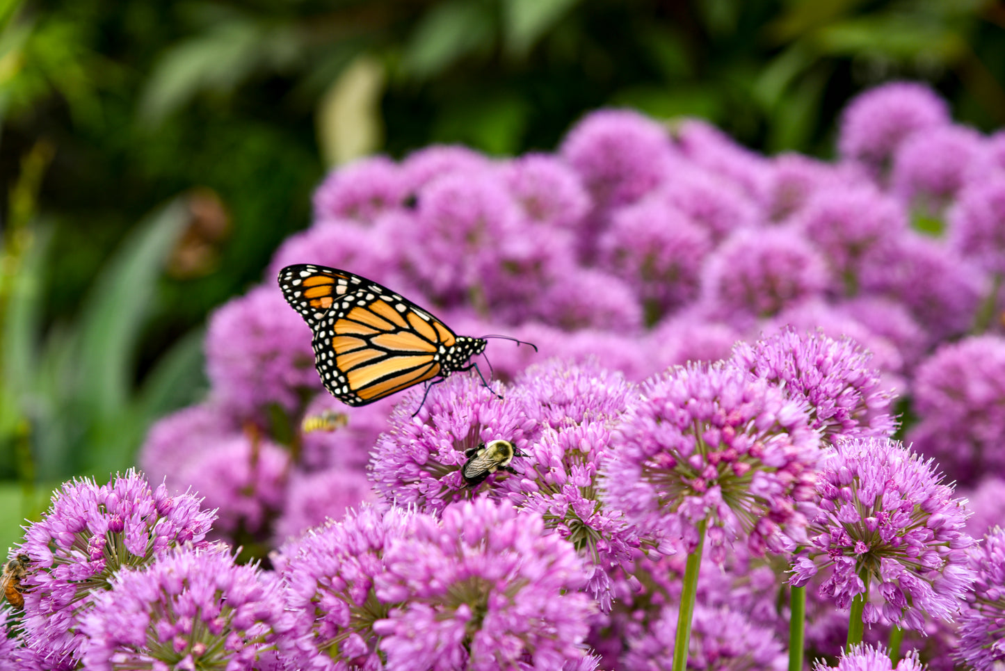 Allium 'Serendipity'