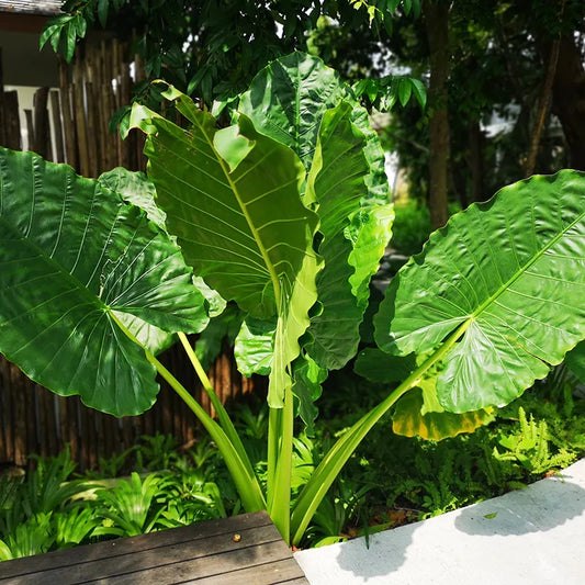 Alocasia macrorrhiza 'Borneo Giant'