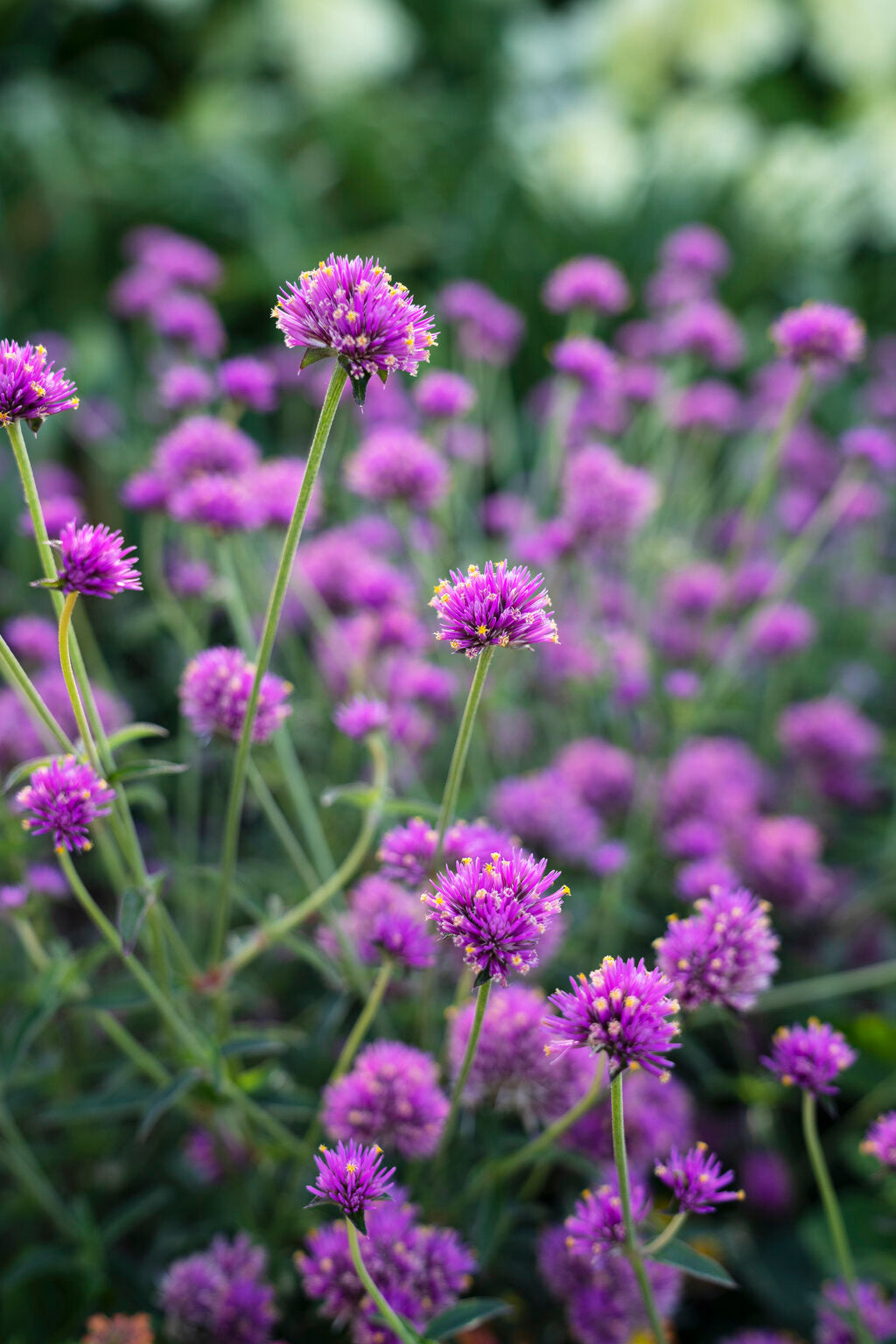 Amaranth, Globe (Gomphrena)