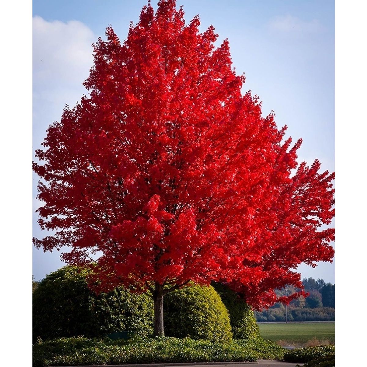 Acer rubrum 'Sun Valley'