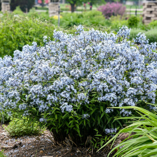 Amsonia tabernaemontana 'Storm Cloud'