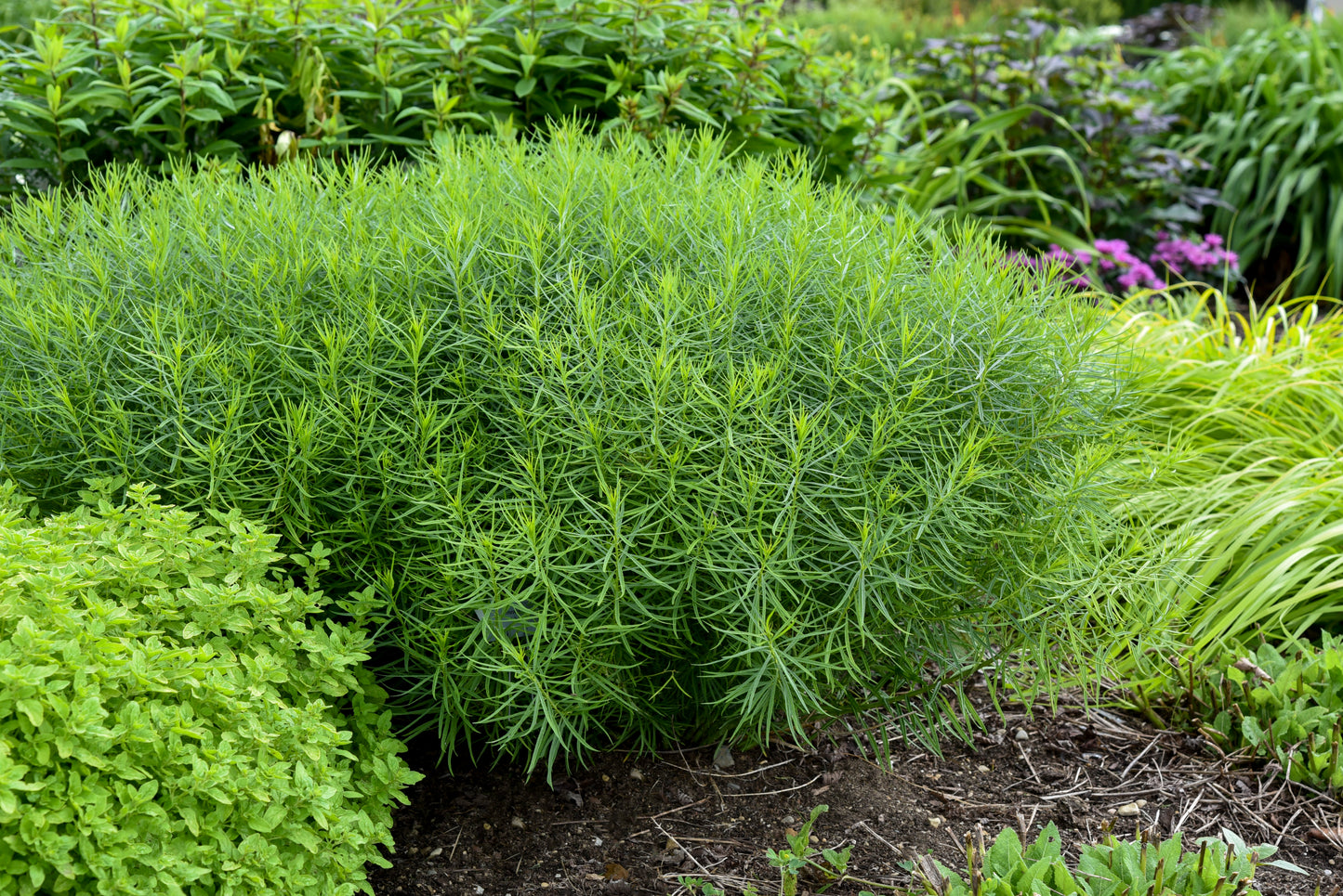 Amsonia x 'String Theory'