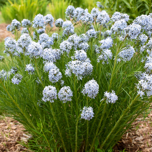 Amsonia x 'String Theory'