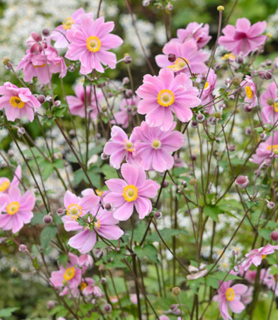 Anemone x hybrida 'Serenade'