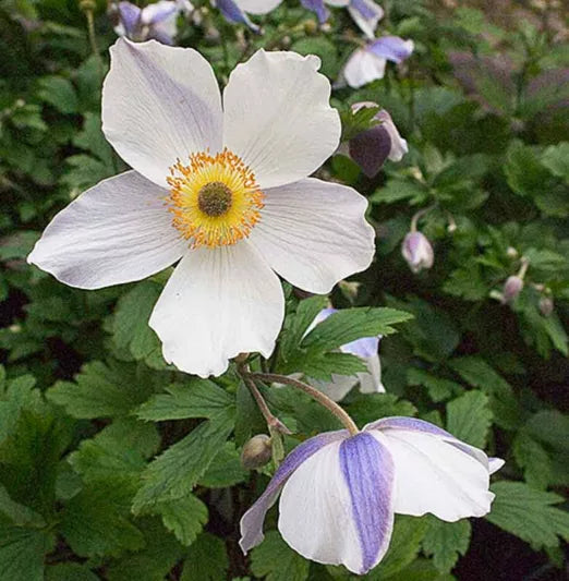 Anemone x hybrida 'Wild Swan'