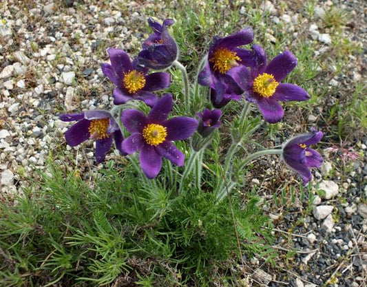 Anemone pulsatilla