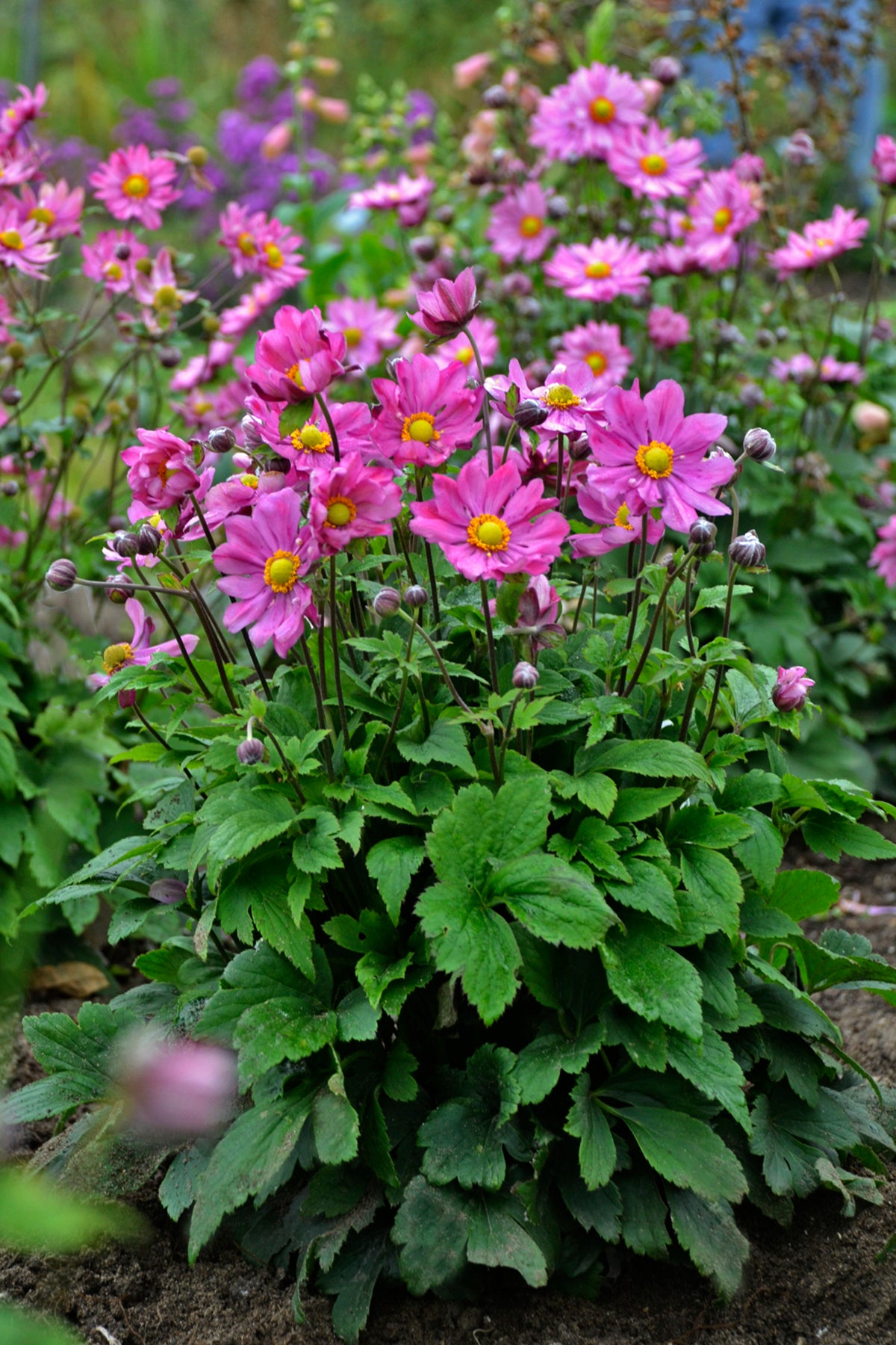 Anemone x hybrida 'Curtain Call Deep Rose'