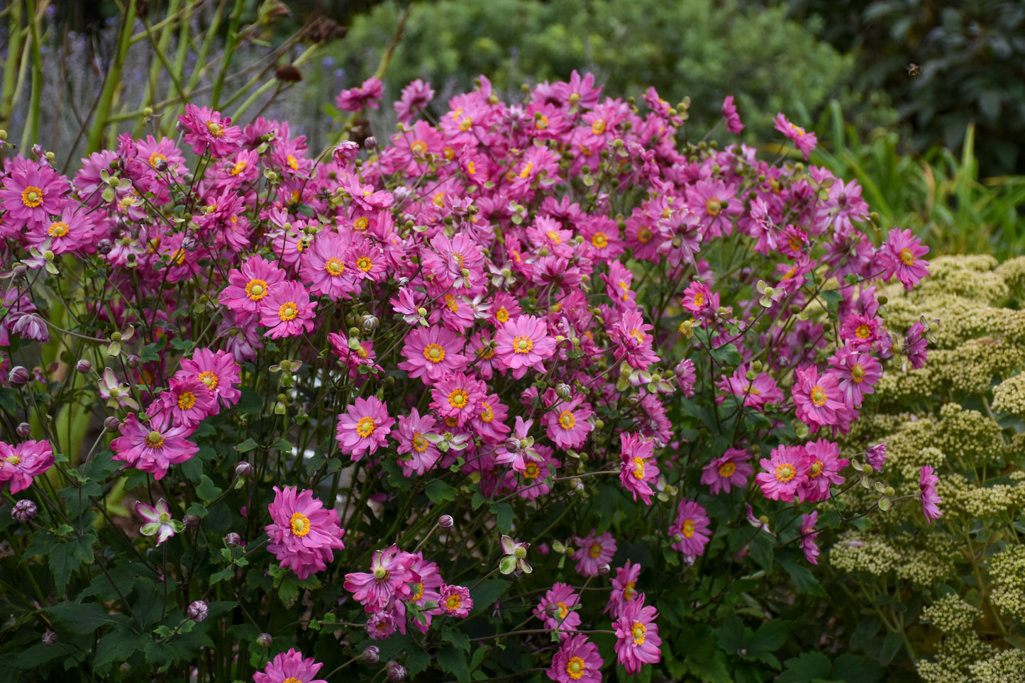 Anemone x hybrida 'Fall in Love Sweetly'