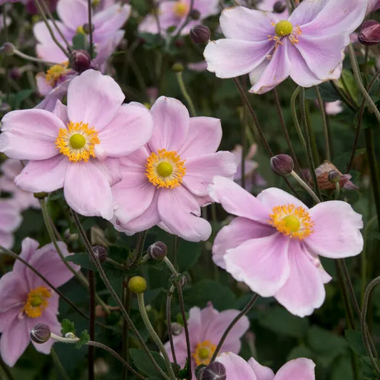 Anemone x hybrida 'Loreley'