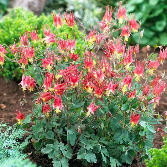 Aquilegia canadensis 'Little Lanterns'