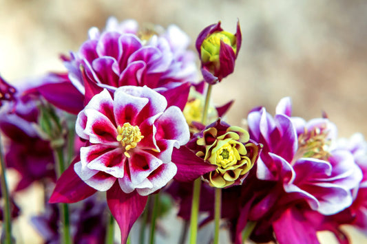 Aquilegia vulgaris 'Winky Double Red/White'