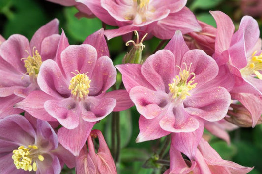 Aquilegia vulgaris 'Winky Rose-Rose'