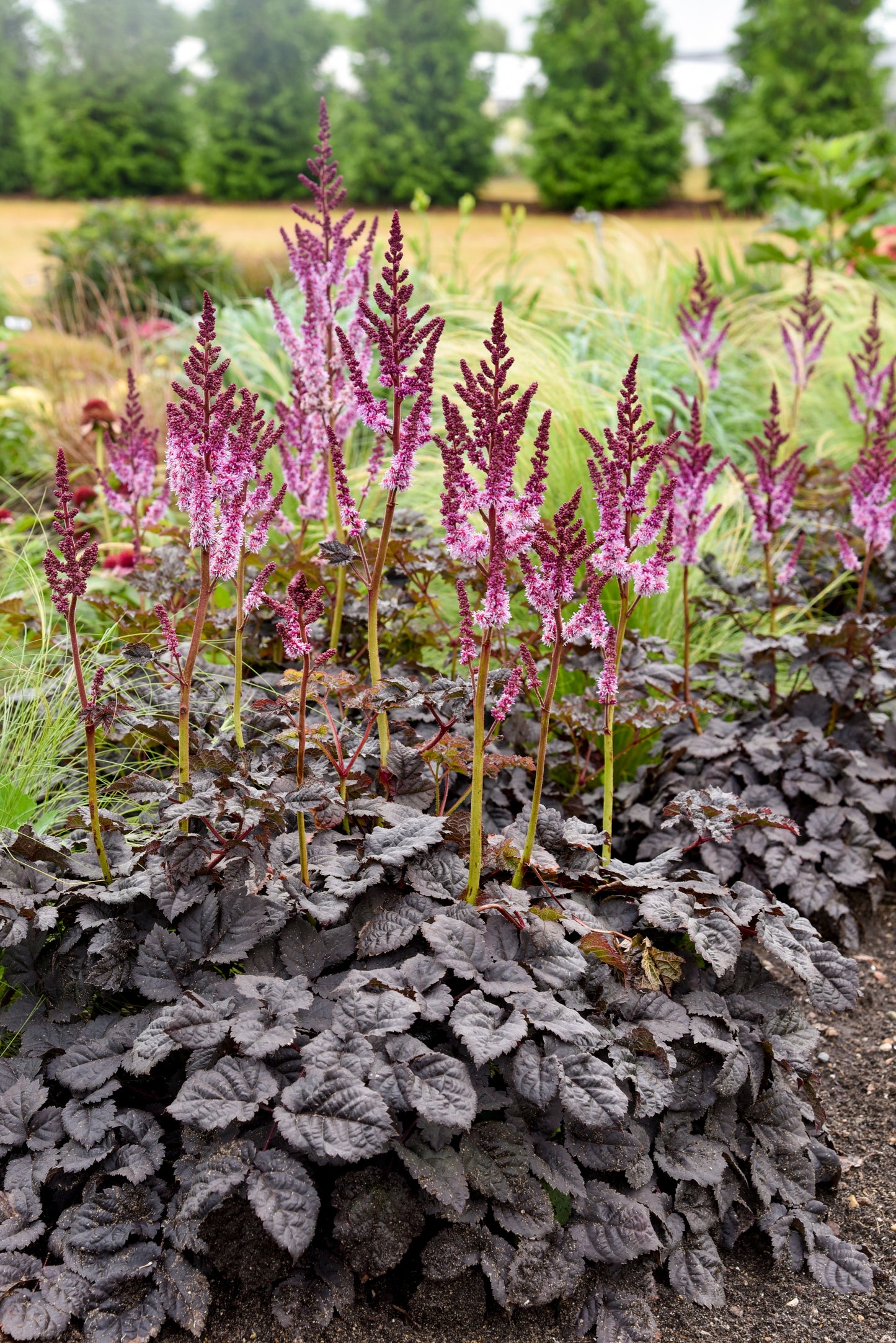 False Goat's Beard / False Spirea 'Dark Side of the Moon' (Astilbe, Hybrid)