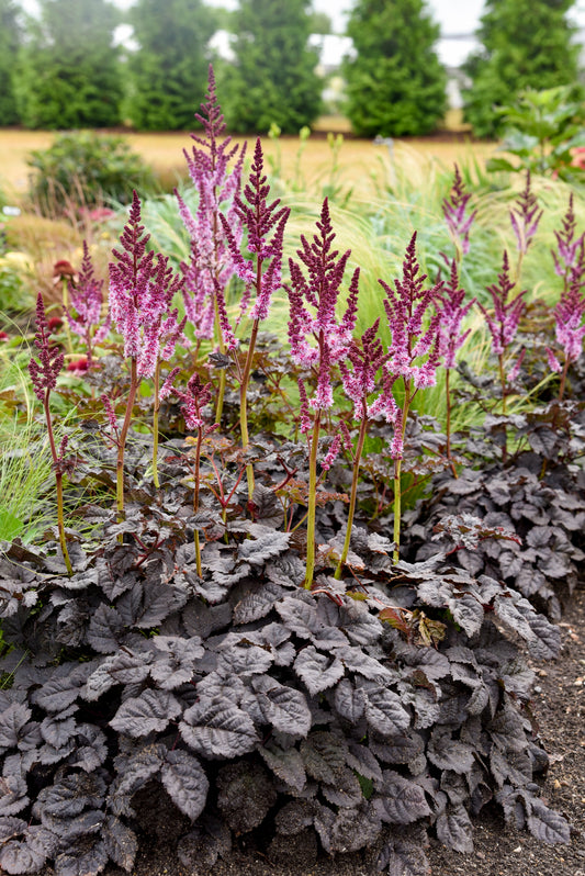 False Goat's Beard / False Spirea 'Dark Side of the Moon' (Astilbe, Hybrid)