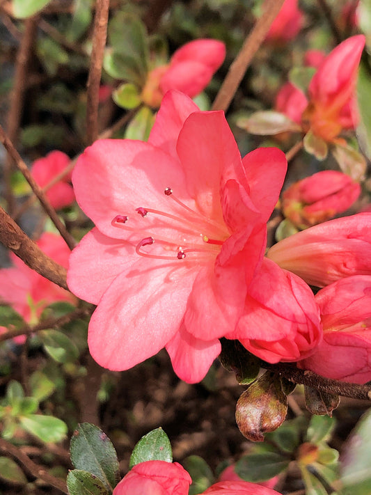 Azalea, Evergreen Kurume Hybrid 'Blaauw's Pink' (Rhododendron)