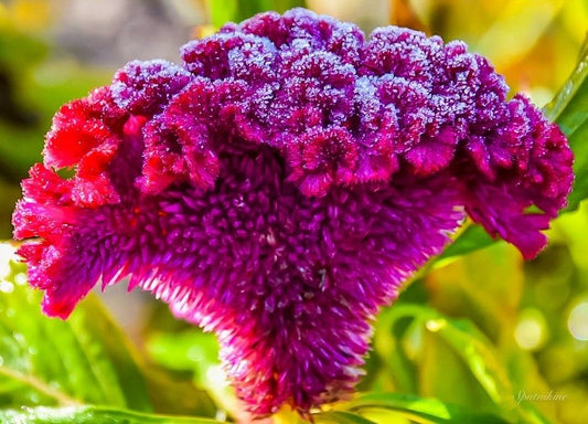 Cockscomb, Crested (Celosia)