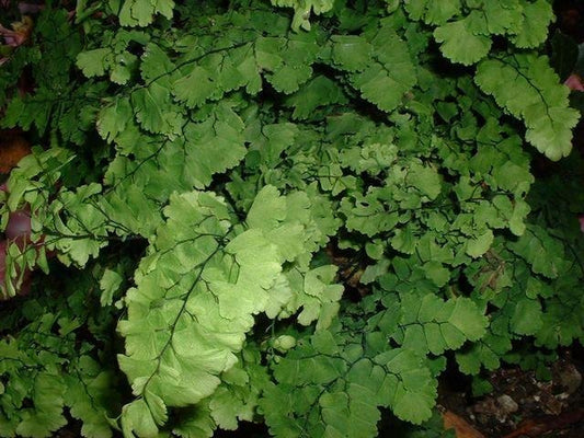 Adiantum raddi. 'Pacific Maid'