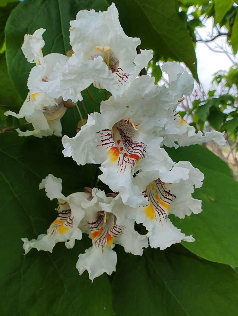 Catalpa speciosa