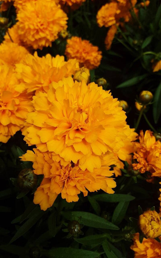 Tickseed, Large-Flowered 'Early Sunrise' (Coreopsis)
