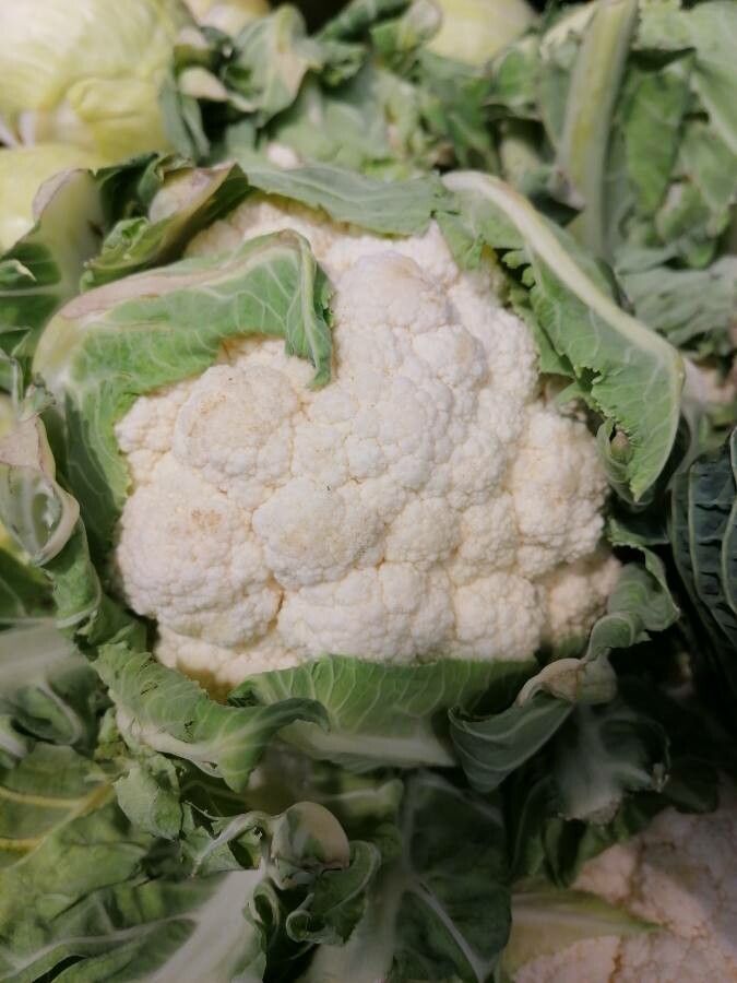 Brassica oleracea botrytis