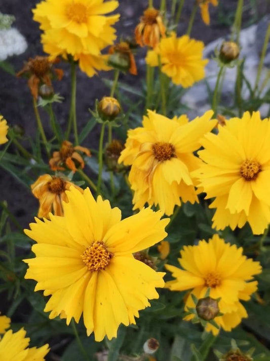 Tickseed, Large-Flowered 'Flying Saucers' (Coreopsis)