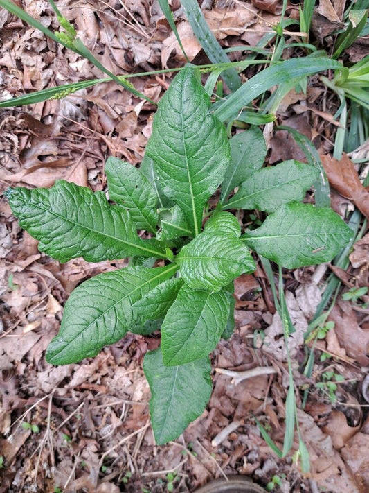 Elephant's Foot (Elephantopus)