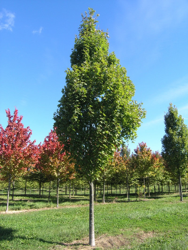 Acer rubrum 'Armstrong Gold'