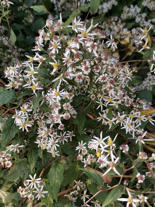Aster, Big Leaf (Eurybia)