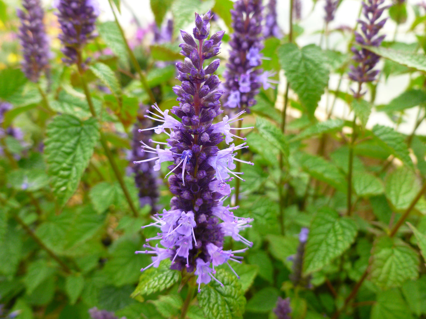 Hyssop, Anise/ Hummingbird Mint 'Little Adder' (Agastache)