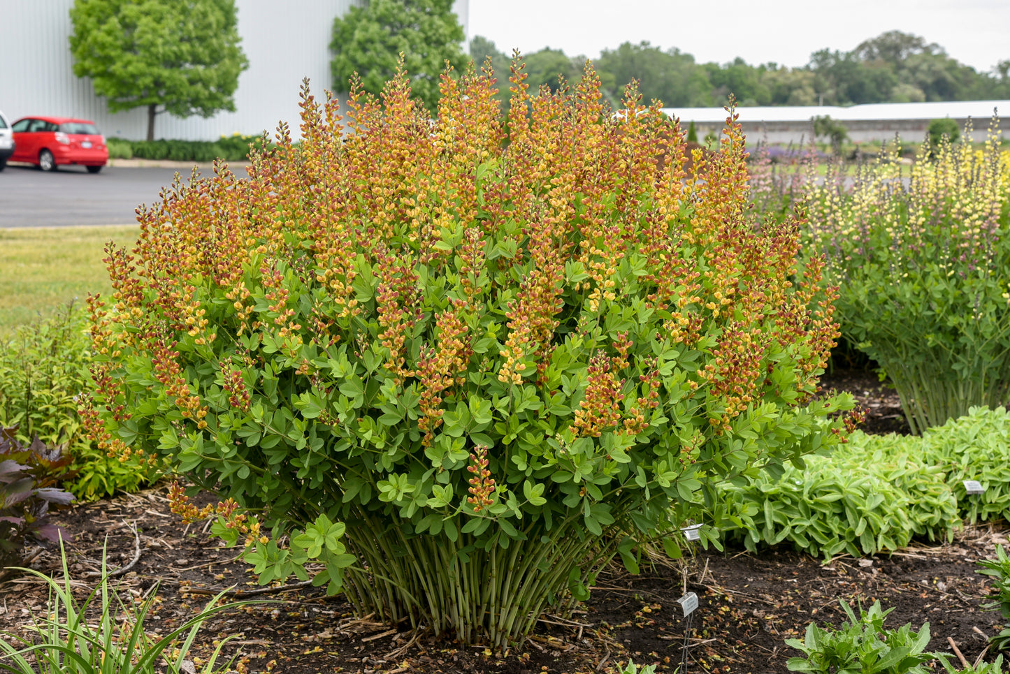 Baptisia 'Cherries Jubilee'