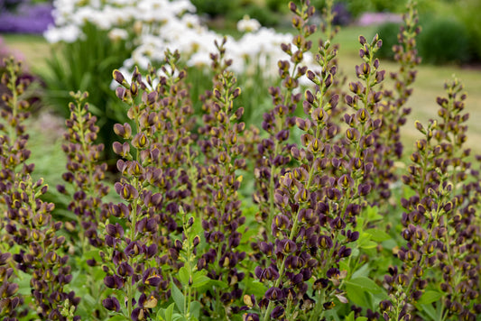 Baptisia 'Dark Chocolate'