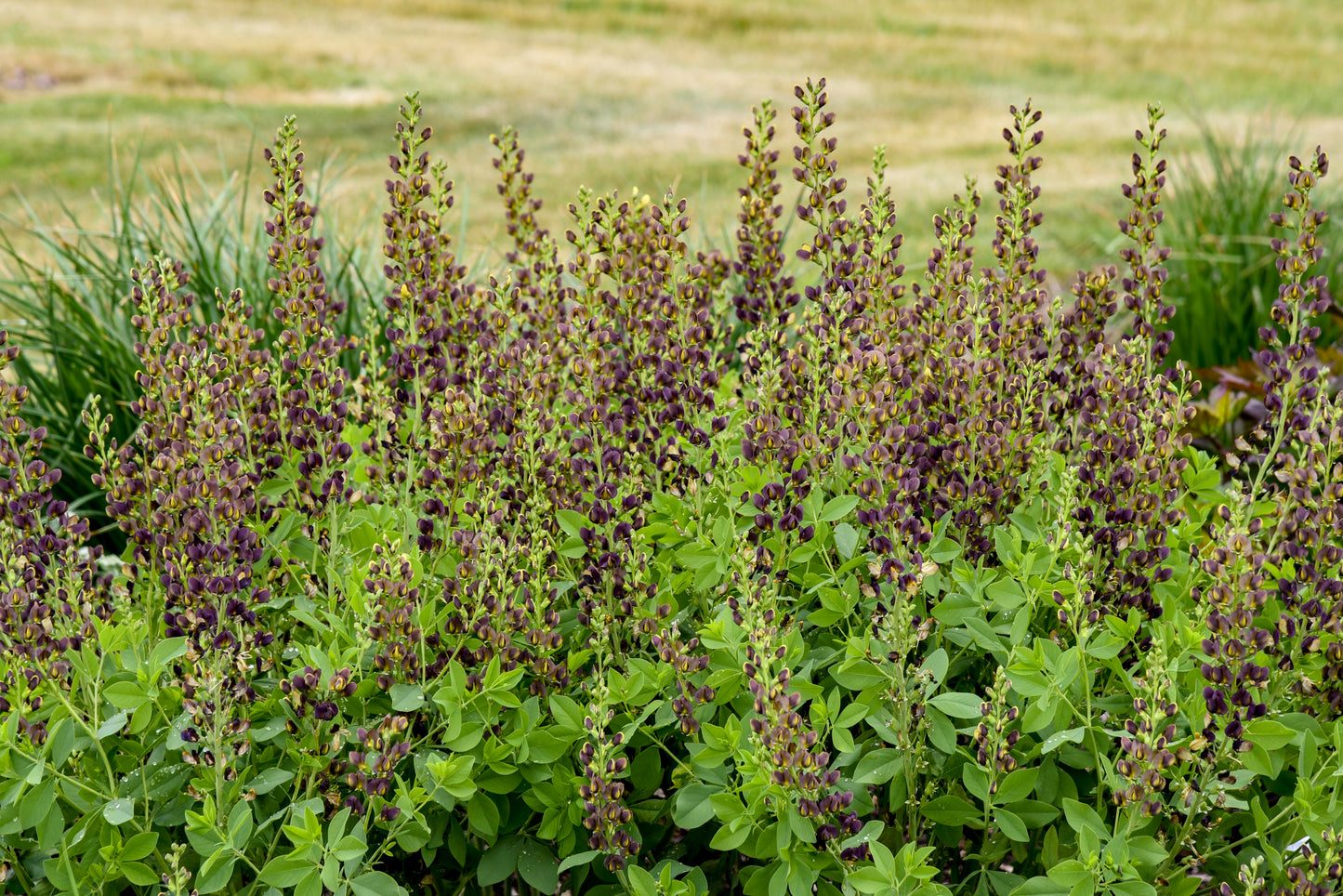 Baptisia 'Dark Chocolate'