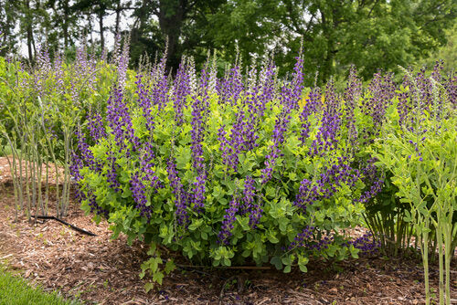 Baptisia 'Sparkling Sapphires'