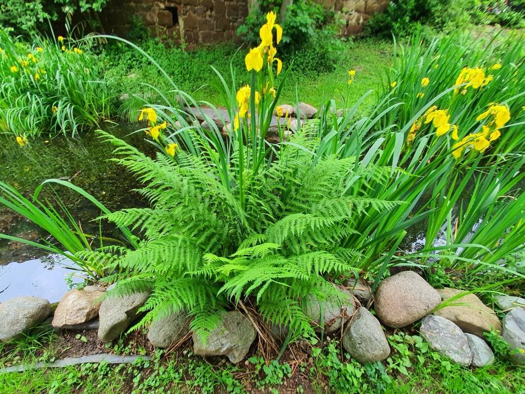 Athyrium felix-femina