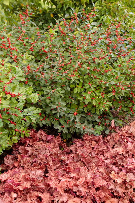 Heuchera 'Primo Peachberry Ice'