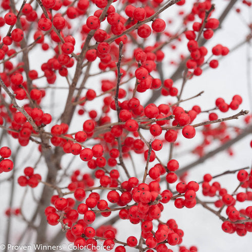 Ilex v. 'Berry Poppins' (F)