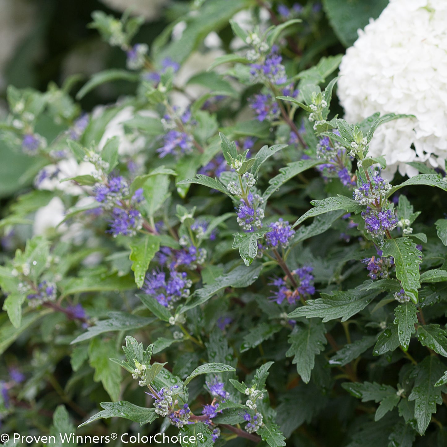 Bluebeard Bush / False Spirea 'Beyond Midnight' (Caryopteris)