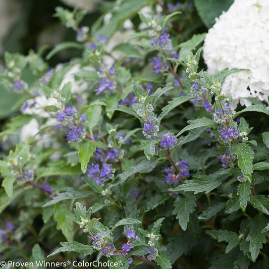 Bluebeard Bush / False Spirea 'Beyond Midnight' (Caryopteris)