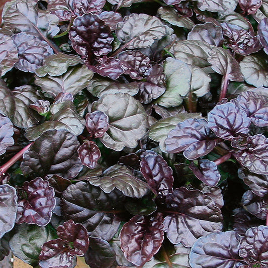 Ajuga reptans 'Black Scallop'