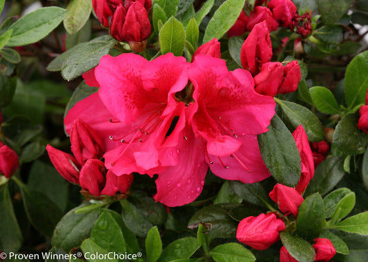 Azalea, Evergreen 'Bloom-a-Thon Red' (Rhododendron)