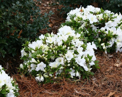 Azalea 'Bloom-a-Thon White'