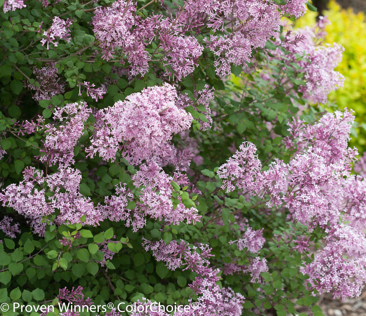 Lilac, Littleleaf Reblooming 'Bloomerang' (Syringa)