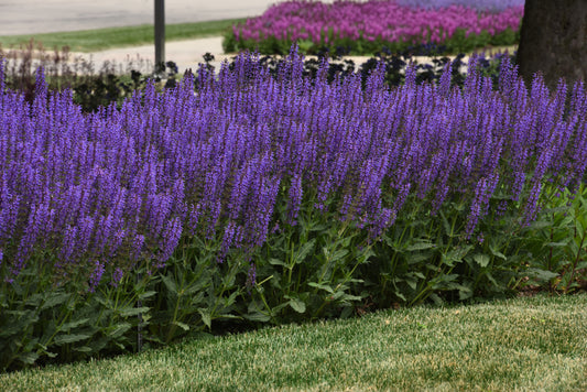 Sage, Woodland/ Meadow Dwarf 'Blue By You' (Salvia)