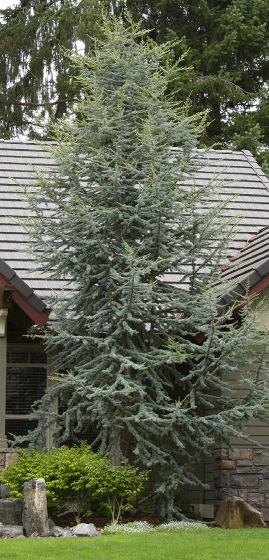 Cedrus atlantica 'Glauca'