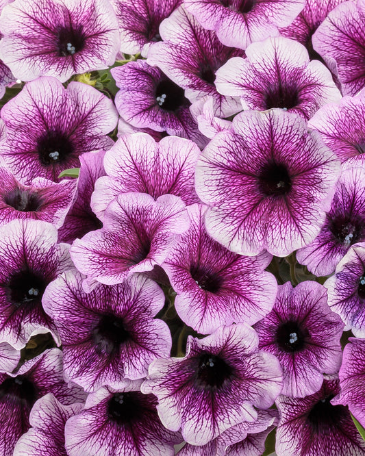 Petunia, Supertunia (Petunia)